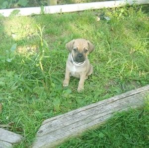 Meet your Posher, Tab